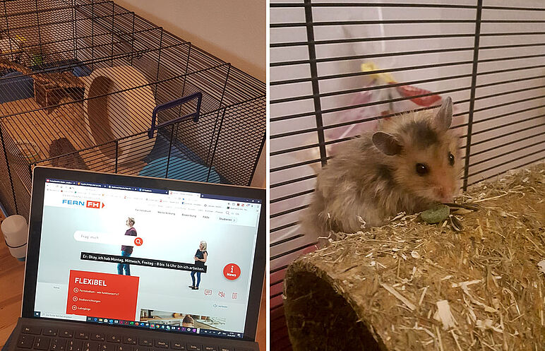 Homeoffice mit Hamster 