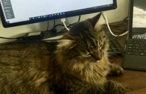 Katze auf Computertastatur